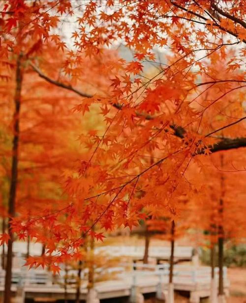 北京香山红叶观赏时间，北京香山红叶最佳观赏地点？-第6张图片-屿企百科网