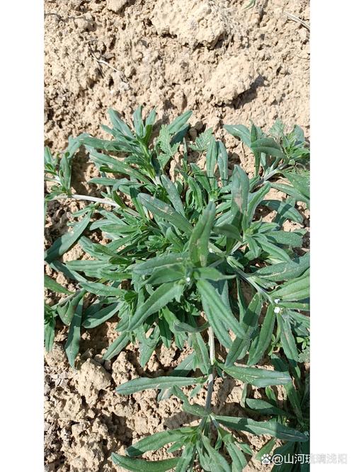 挖野菜是什么意思梗，挖野菜是否违法？-第1张图片-屿企百科网