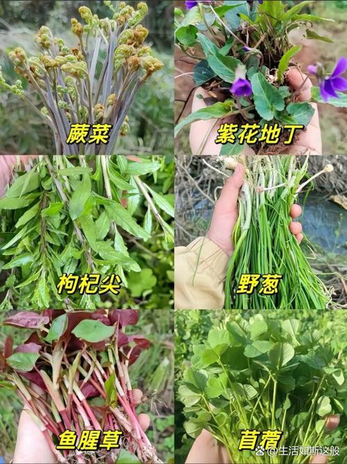 挖野菜是什么意思梗，挖野菜是否违法？-第5张图片-屿企百科网