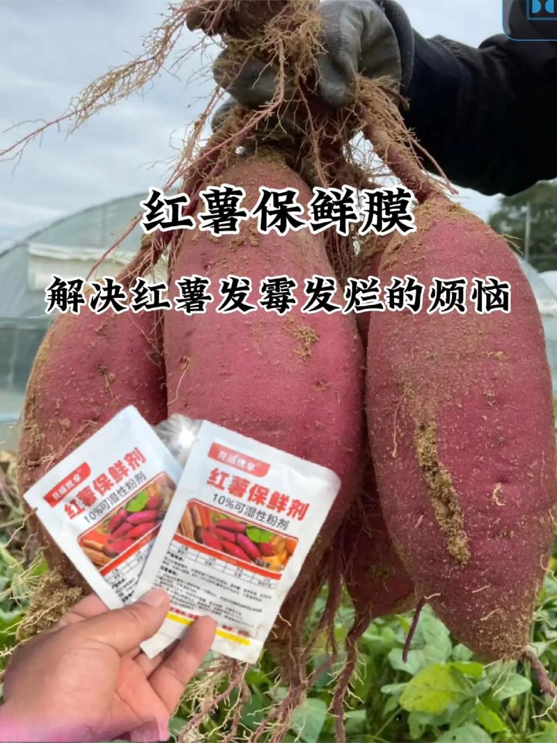 保存红薯的方法一年不坏，怎样保存红薯一年不坏？-第2张图片-屿企百科网