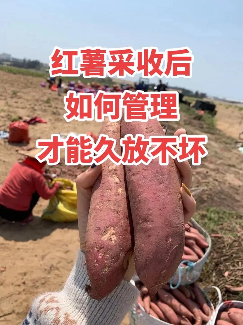 保存红薯的方法一年不坏，怎样保存红薯一年不坏？-第3张图片-屿企百科网