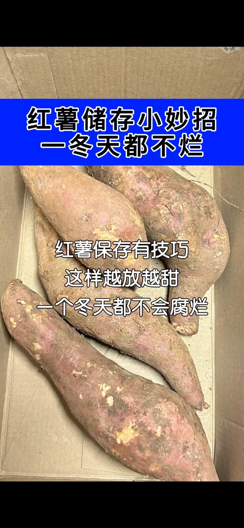 保存红薯的方法一年不坏，怎样保存红薯一年不坏？-第4张图片-屿企百科网
