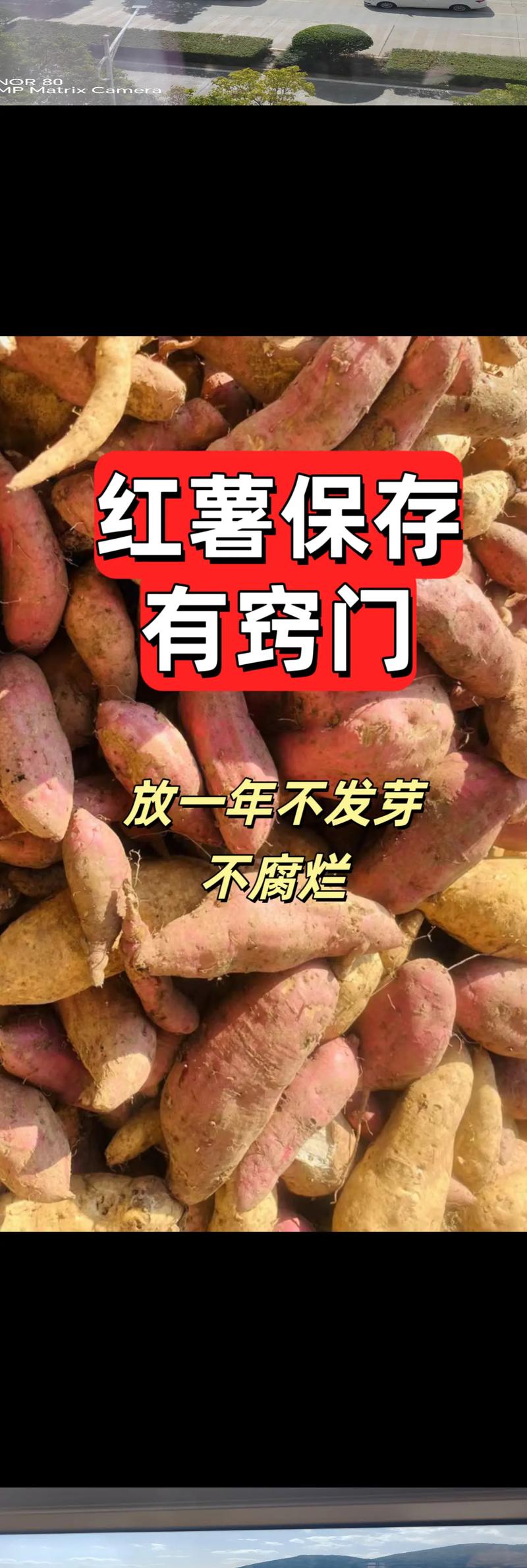 保存红薯的方法一年不坏，怎样保存红薯一年不坏？-第8张图片-屿企百科网