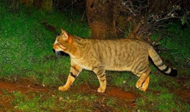 猫的天敌是什么动物，豹子的天敌是什么动物-第5张图片-屿企百科网