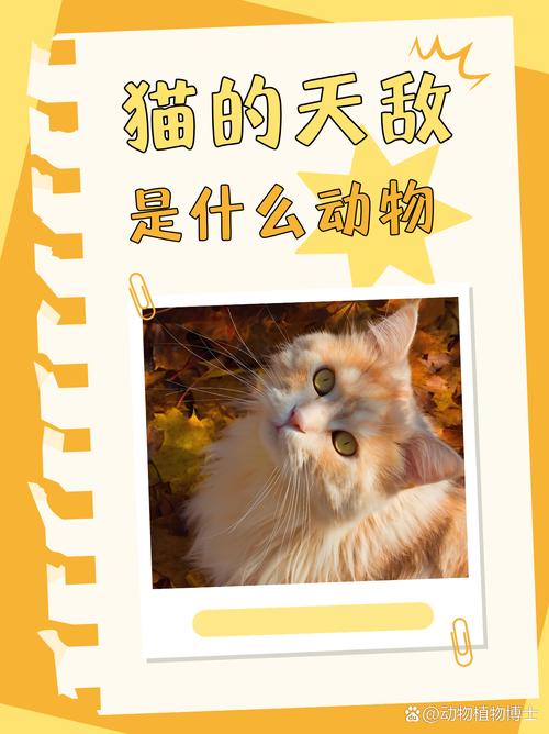 猫的天敌是什么动物，豹子的天敌是什么动物-第7张图片-屿企百科网