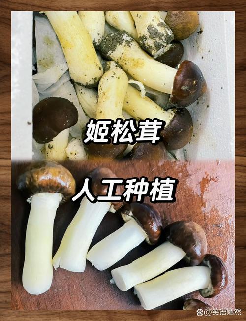 松茸为什么不能水洗，松茸为什么不能水洗干净？-第1张图片-屿企百科网