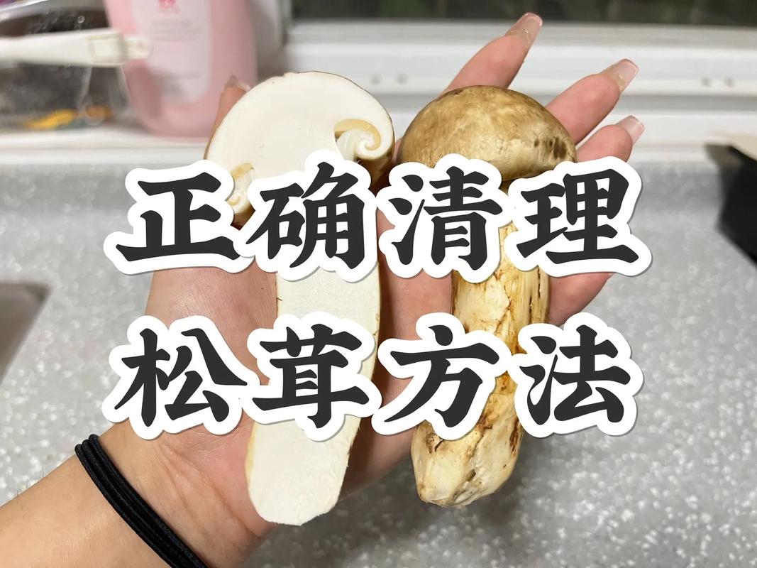 松茸为什么不能水洗，松茸为什么不能水洗干净？-第4张图片-屿企百科网