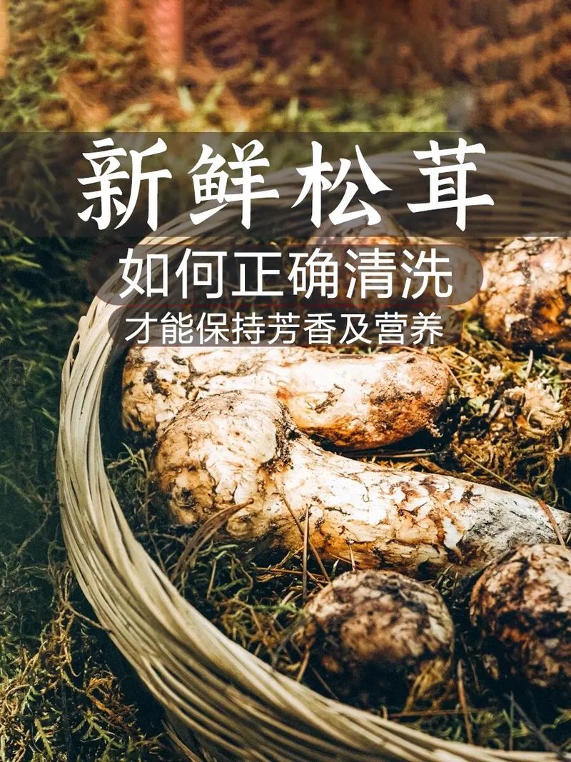 松茸为什么不能水洗，松茸为什么不能水洗干净？-第6张图片-屿企百科网