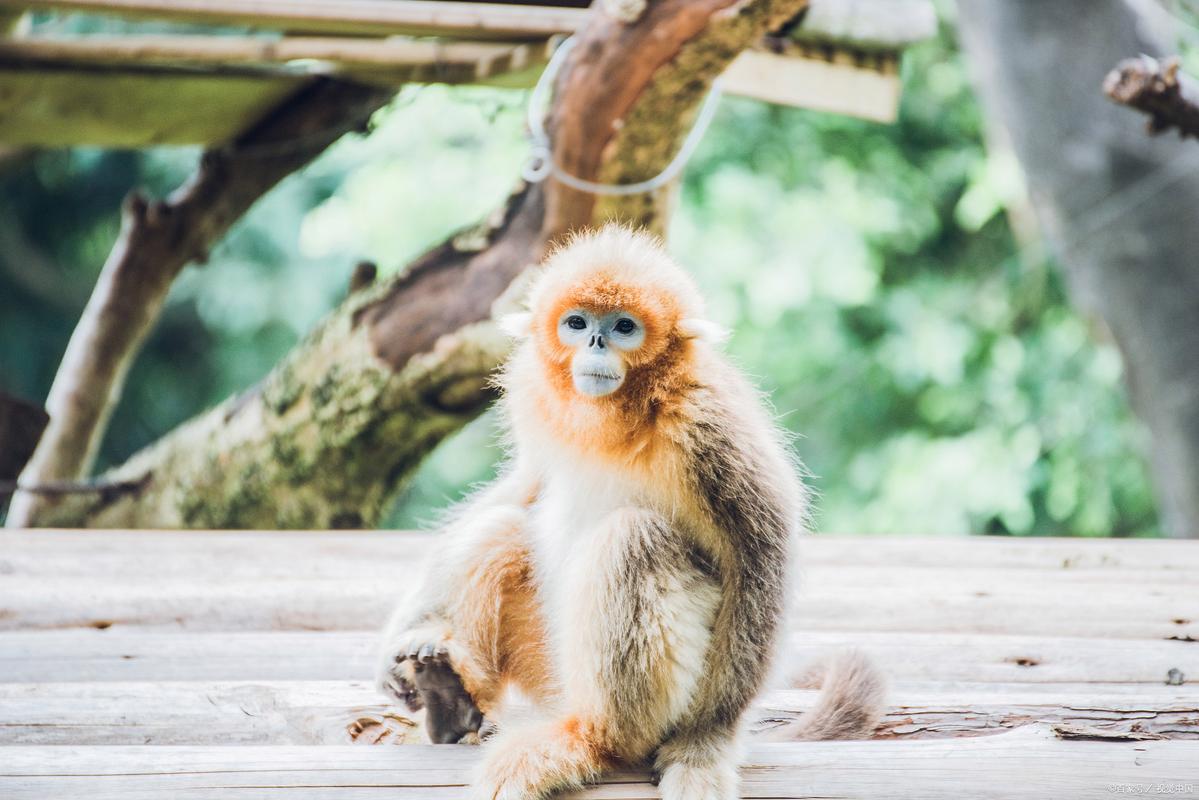 金丝猴为什么比别的猴子温顺？金丝猴为什么比较温顺？-第1张图片-屿企百科网