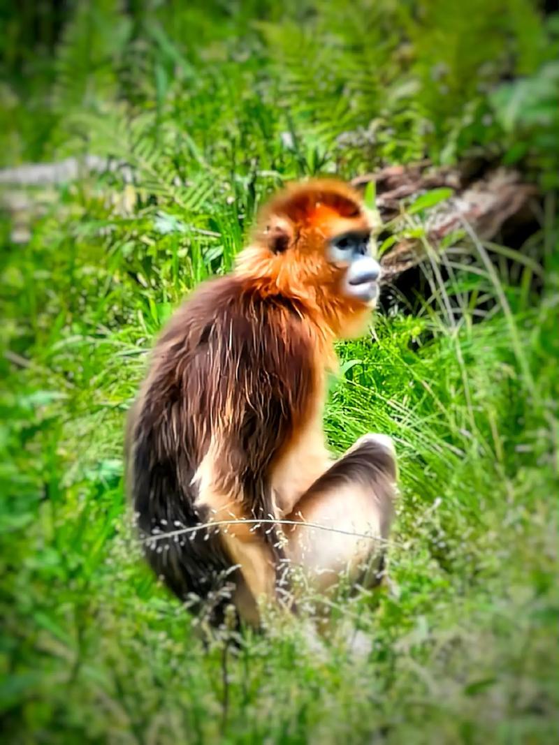 金丝猴为什么比别的猴子温顺？金丝猴为什么比较温顺？-第3张图片-屿企百科网