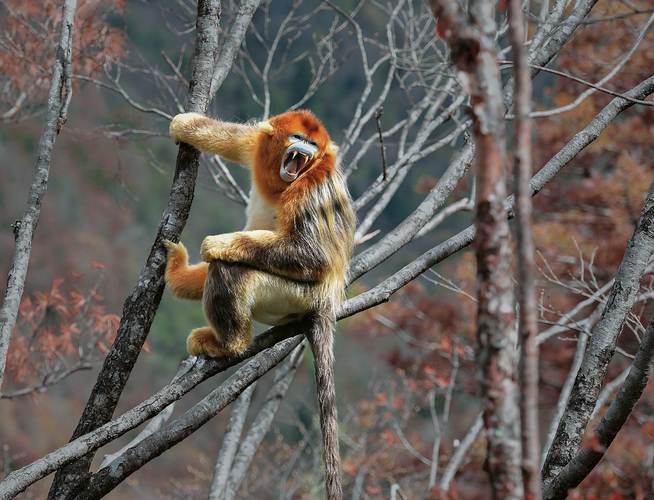 金丝猴为什么比别的猴子温顺？金丝猴为什么比较温顺？-第4张图片-屿企百科网