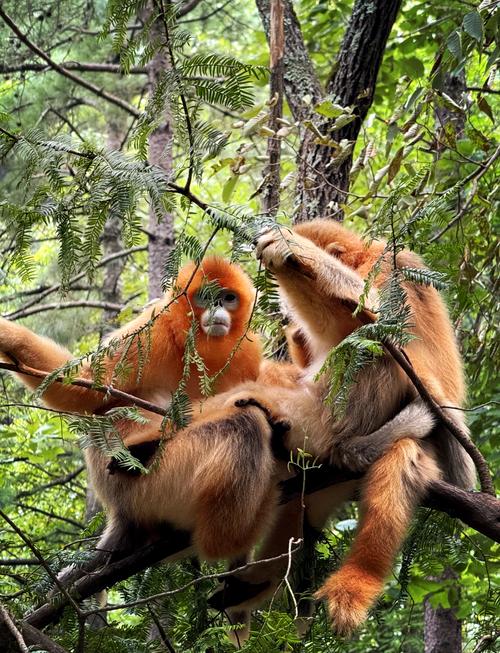 金丝猴为什么比别的猴子温顺？金丝猴为什么比较温顺？-第6张图片-屿企百科网