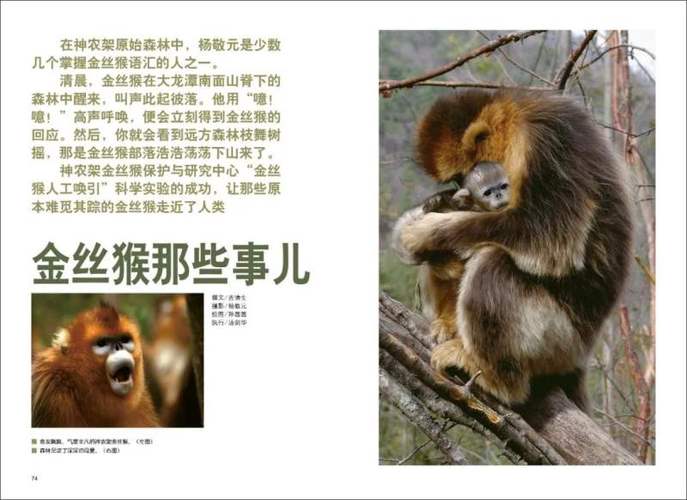 金丝猴为什么比别的猴子温顺？金丝猴为什么比较温顺？-第8张图片-屿企百科网