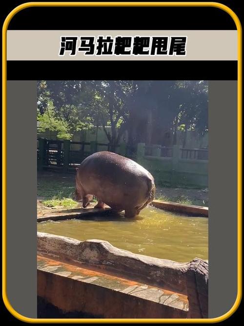 河马拉屎为什么甩尾巴，河马拉屎为什么甩尾巴呢-第3张图片-屿企百科网