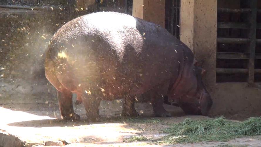 河马拉屎为什么甩尾巴，河马拉屎为什么甩尾巴呢-第4张图片-屿企百科网