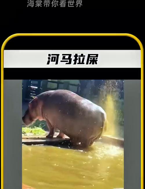 河马拉屎为什么甩尾巴，河马拉屎为什么甩尾巴呢-第5张图片-屿企百科网