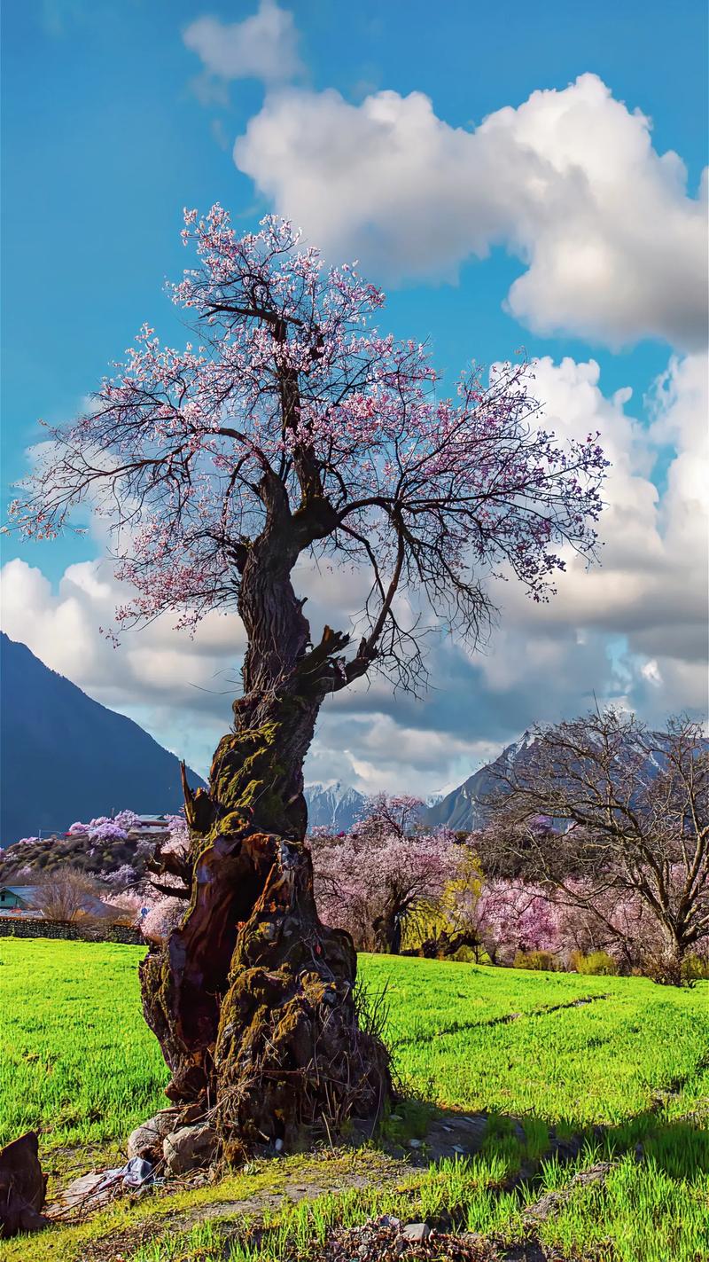 林芝前十景点？林芝前十景点排名？-第6张图片-屿企百科网