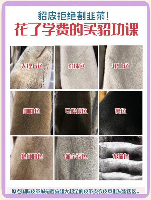 买貂皮大衣为何建议黑色，貂皮大衣黑色的好还是彩色的好？-第2张图片-屿企百科网