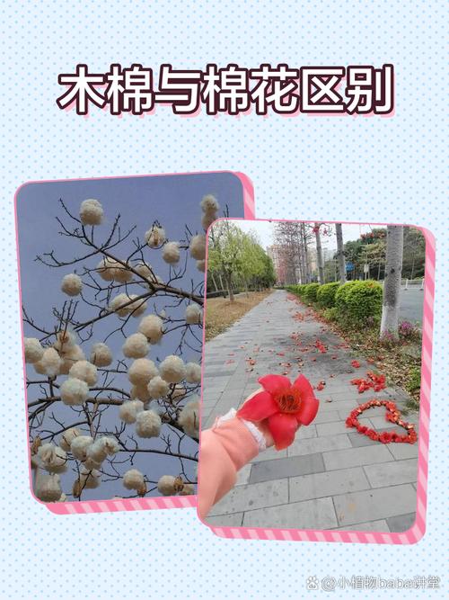 木棉是什么面料优缺点？木棉面料是什么棉？-第1张图片-屿企百科网