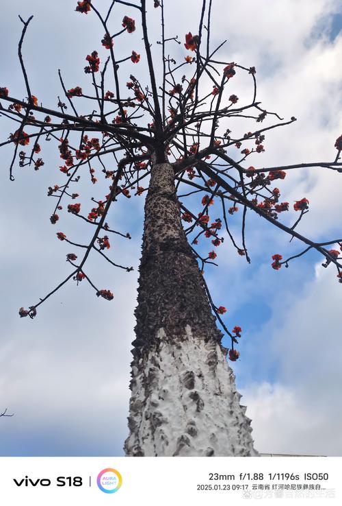 木棉是什么面料优缺点？木棉面料是什么棉？-第4张图片-屿企百科网
