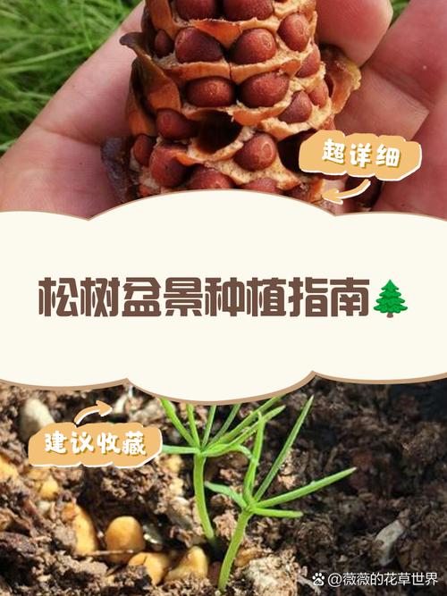 松树成活跟气温有关系吗？松树生长在温带还是寒带？