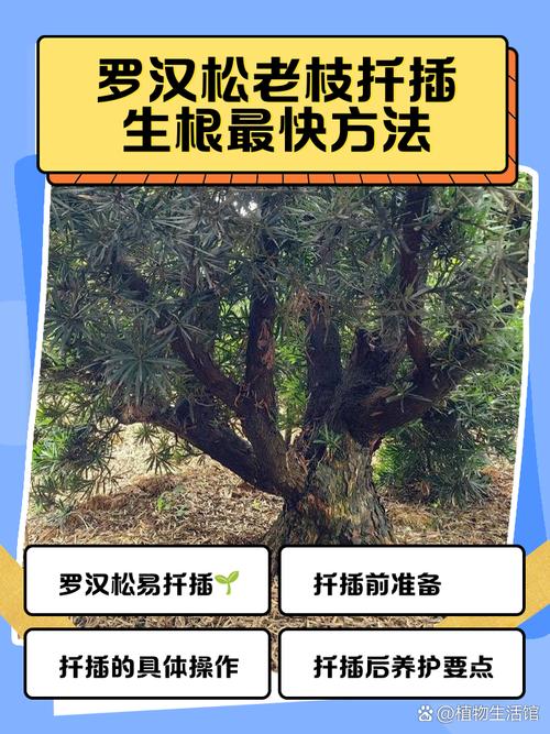 松树成活跟气温有关系吗？松树生长在温带还是寒带？-第4张图片-屿企百科网