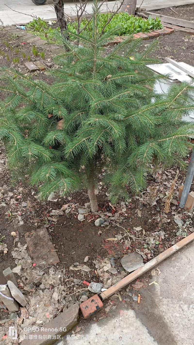 松树成活跟气温有关系吗？松树生长在温带还是寒带？-第5张图片-屿企百科网