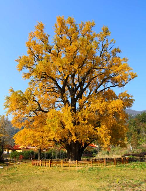 随州著名景点有哪些，随州有哪些景点值得一游？-第1张图片-屿企百科网