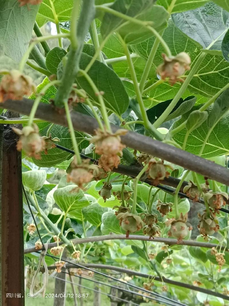 猕猴桃适合什么气候种？猕猴桃适合什么气候生长？-第3张图片-屿企百科网