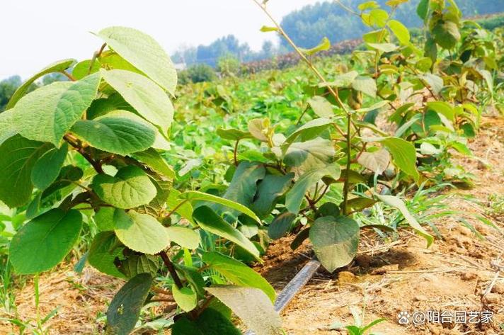 猕猴桃适合什么气候种？猕猴桃适合什么气候生长？-第4张图片-屿企百科网