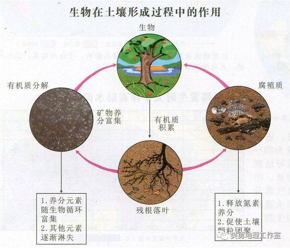 气候对植被土壤的影响，气候对植被生长的影响？-第3张图片-屿企百科网