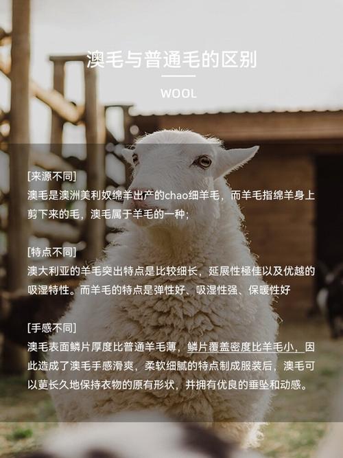 100%澳毛大衣起球起毛是真的吗，100%澳毛大衣好吗？-第4张图片-屿企百科网