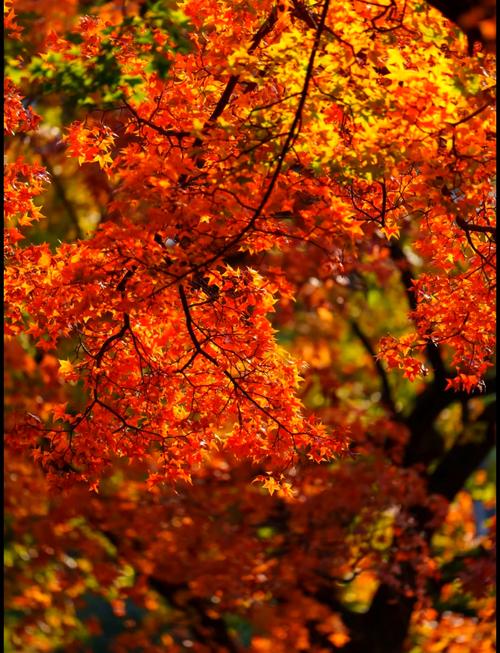 北京市香山天气预报7天，北京香山 天气预报-第4张图片-屿企百科网