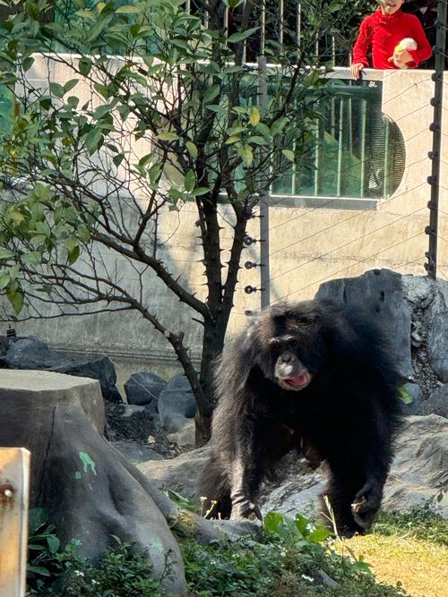 南宁旅游攻略必玩的景点动物园，南宁动物园有哪些景点
