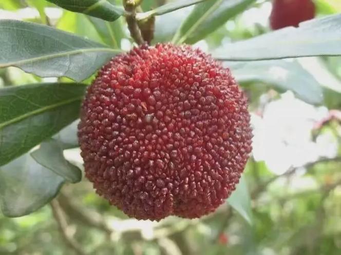 黑龙江兰溪天气预报30天，兰溪天气预报2345-第4张图片-屿企百科网