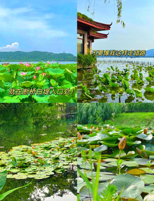 杭州西湖天气情况怎么样，杭州西湖天气情况怎么样啊？-第3张图片-屿企百科网