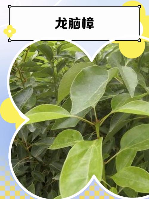 樟树天气30天预报，樟树天气30天预报查询-第3张图片-屿企百科网