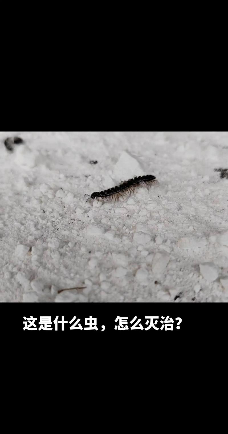 床上小黑虫是什么虫子，床上小黑虫是什么虫子叮咬后中成药？-第1张图片-屿企百科网