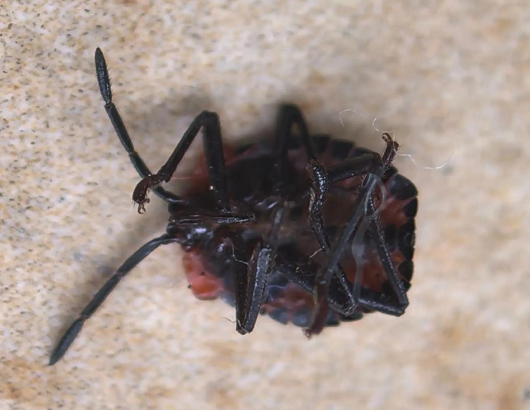 床上小黑虫是什么虫子，床上小黑虫是什么虫子叮咬后中成药？-第3张图片-屿企百科网