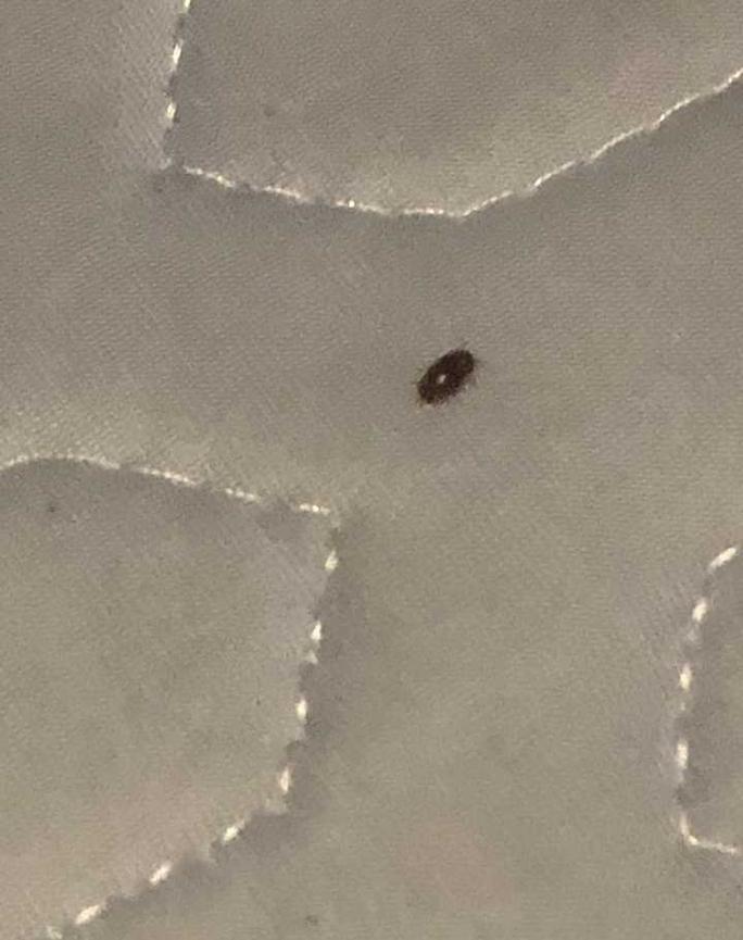 床上小黑虫是什么虫子，床上小黑虫是什么虫子叮咬后中成药？-第5张图片-屿企百科网