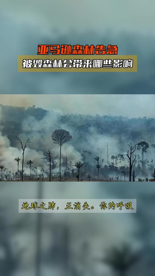 森林砍伐的最主要原因是什么，造成森林砍伐的最重要原因？-第3张图片-屿企百科网