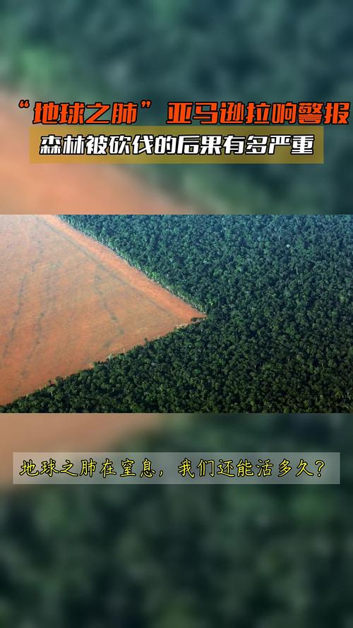 森林砍伐的最主要原因是什么，造成森林砍伐的最重要原因？-第8张图片-屿企百科网