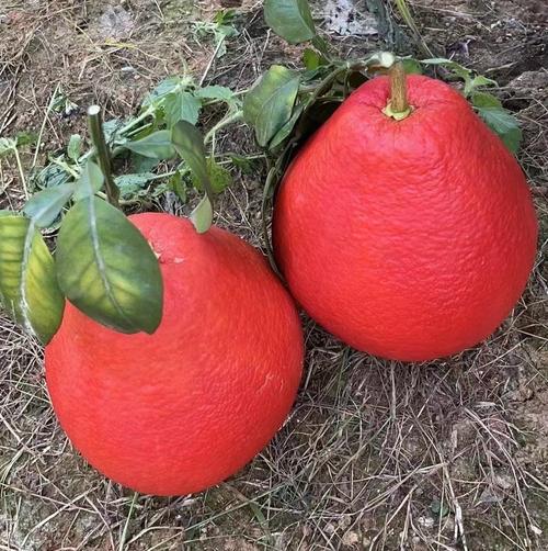 红心柚是染色的还是天然的，红心柚为什么是红色的，红心柚为什么是白的-第3张图片-屿企百科网