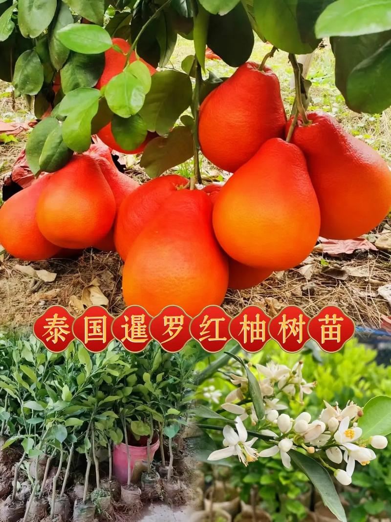 红心柚是染色的还是天然的，红心柚为什么是红色的，红心柚为什么是白的-第7张图片-屿企百科网