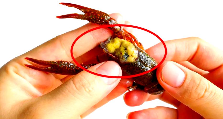 小龙虾头部的黄是什么器官，小龙虾头部的黄是胰腺吗，小龙虾头上黄黄的是什么能吃吗？-第4张图片-屿企百科网