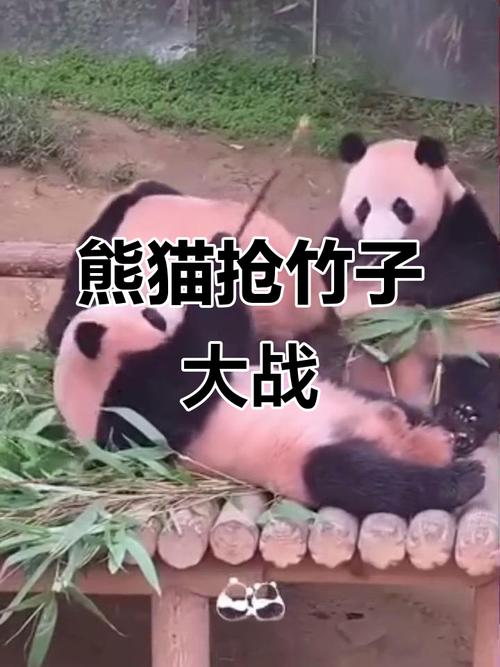 熊猫为什么各国都争抢？熊猫为何受到全球欢迎？-第1张图片-屿企百科网