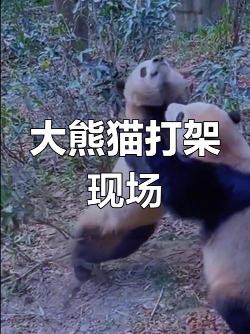 熊猫为什么各国都争抢？熊猫为何受到全球欢迎？-第4张图片-屿企百科网