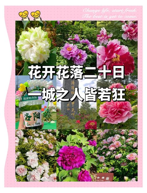 洛阳牡丹花什么时候开，看洛阳牡丹花最佳时间-第1张图片-屿企百科网