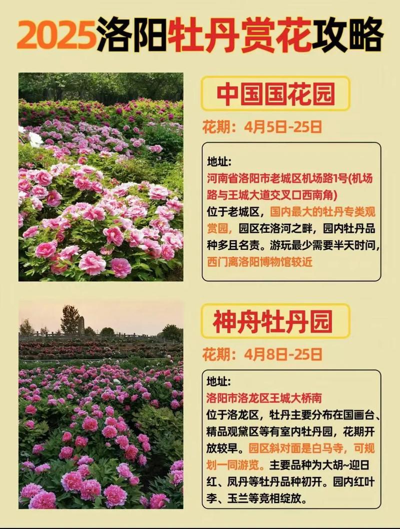 洛阳牡丹花什么时候开，看洛阳牡丹花最佳时间-第7张图片-屿企百科网