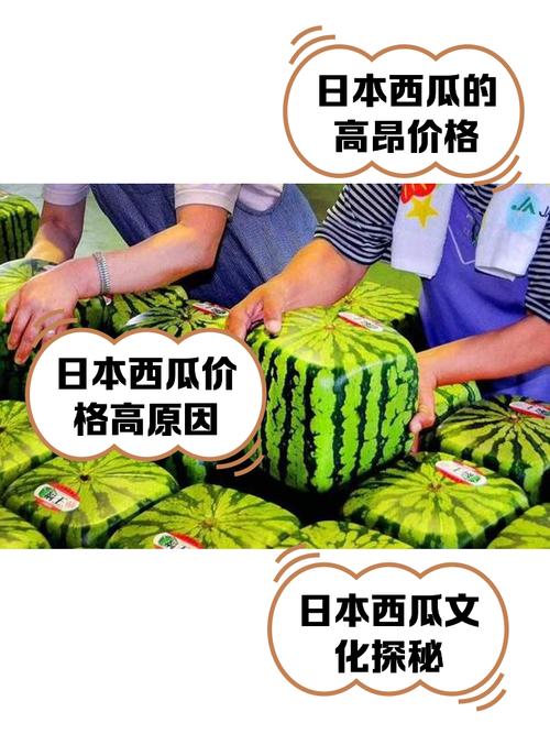 日本西瓜为什么贵？在日本西瓜为什么这么贵？-第6张图片-屿企百科网